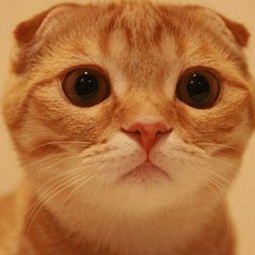 翻墙才能用的app有哪些